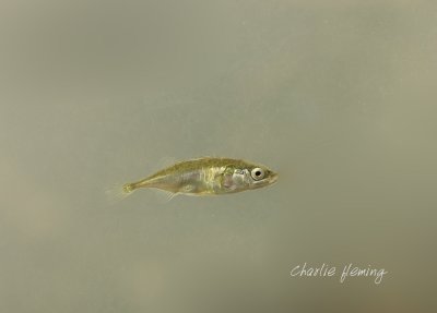 Three Spined Stickleback - Gasterosteus aculeatus