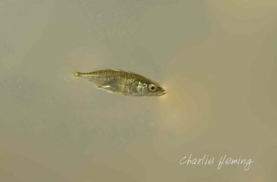 Three Spined Stickleback - Gasterosteus aculeatus