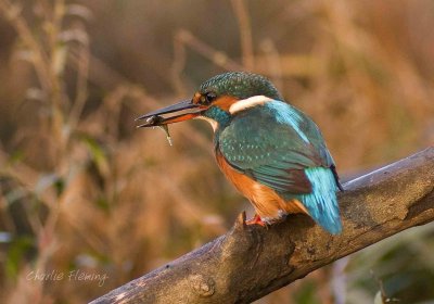 Kingfisher - Alcedo atthis