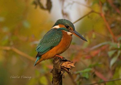 Kingfisher - Alcedo atthis