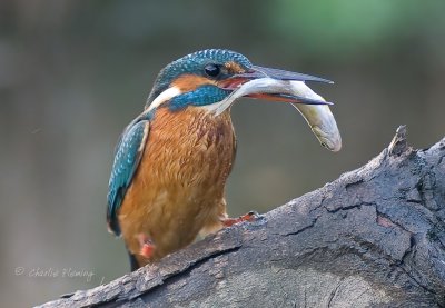 Kingfisher - Alcedo atthis  (juvenile female) 22nd  October 2010