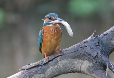 Kingfisher - Alcedo atthis  (juvenile female) 22nd  October 2010