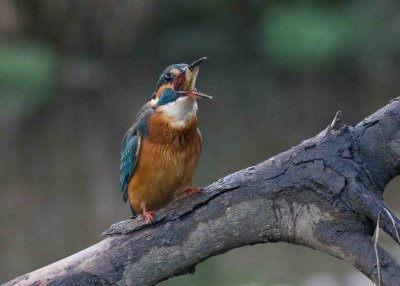 Kingfisher - Alcedo atthis  (juvenile female) 22nd  October 2010