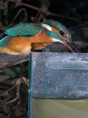 Kingfisher - Alcedo atthis  (juvenile female) 22nd  October 2010
