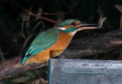 Kingfisher - Alcedo atthis  (juvenile female) 22nd  October 2010