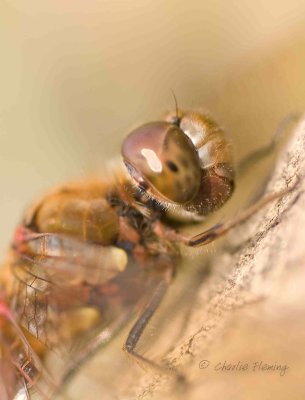 Common Darter - Sympetrum striolatum