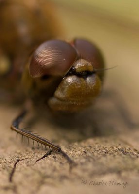 Common Darter - Sympetrum striolatum