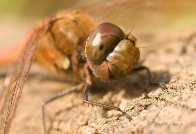 Common Darter - Sympetrum striolatum