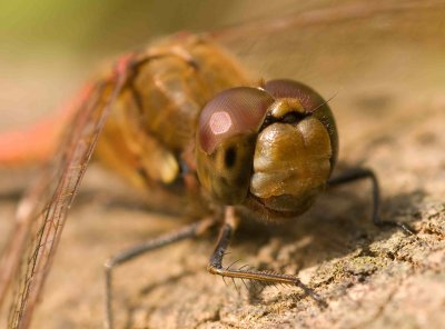 Common Darter - Sympetrum striolatum