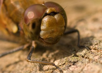 Common Darter - Sympetrum striolatum