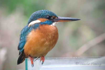 Kingfisher - Alcedo atthis first winter female 28th  October 2010