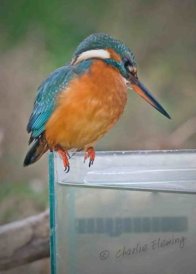 Kingfisher - Alcedo atthis first winter female 28th  October 2010