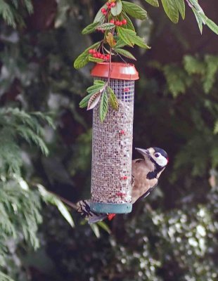 Greater Spotted Woodpecker -  Dendropocus major