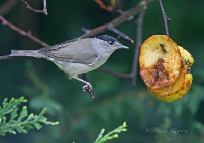 Blackcap - Sylvia atricapilla