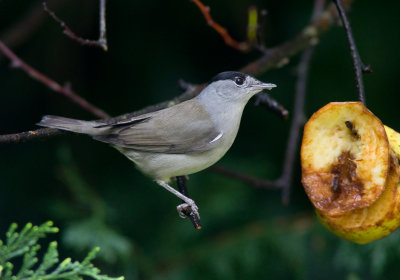 Blackcap - Sylvia atricapilla