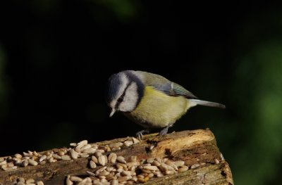 Blue Tit - Cyanistes caeruleus