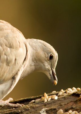 Collared Dove - Streptopelia decaocto