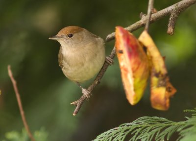 Blackcap - Sylvia atricapilla