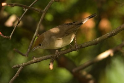 Blackcap - Sylvia atricapilla