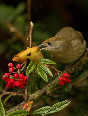 Blackcap - Sylvia atricapilla