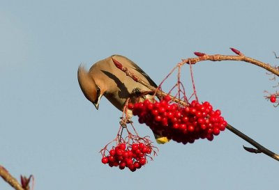 Bohemian Waxwing -Bombycilla garrulus