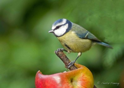 Blue Tit - Cyanistes caeruleus