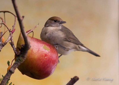 Blackcap - Sylvia atricapilla