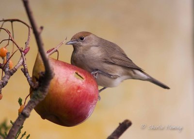 Blackcap - Sylvia atricapilla