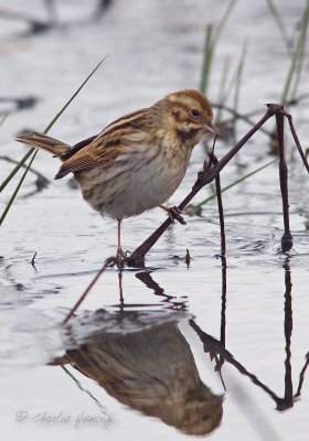 Reed Bunting - Emberiza schoeniclus