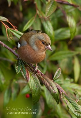 Chaffinch in my garden