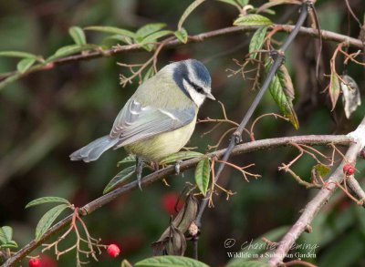 Bluetits in my garden