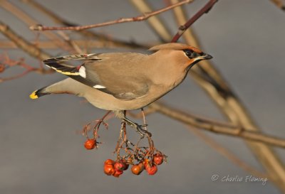 Bohemian Waxwing -Bombycilla garrulus