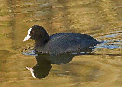 Coot -Fulica atra