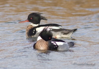 Red Breasted Merganser