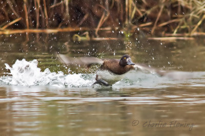 Tufted Duck -  Aythya fuligula