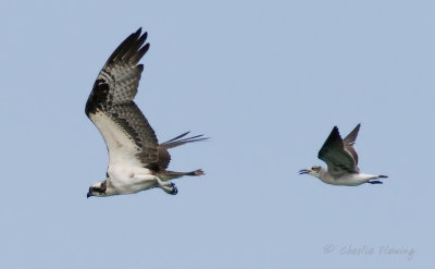 Osprey - Pandion haliaetus