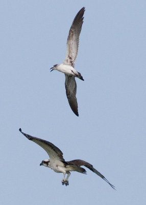 Osprey - Pandion haliaetus