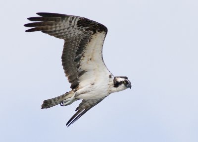 Osprey - Pandion haliaetus