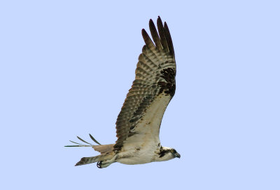 Osprey - Pandion haliaetus