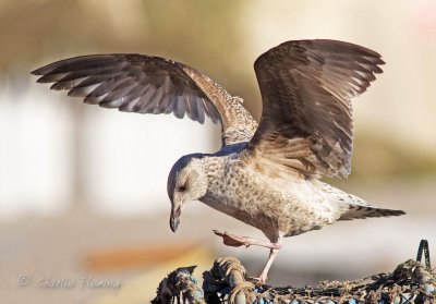 Lesser Black-backed Gull -