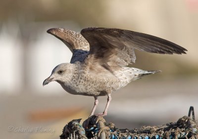 Lesser Black-backed Gull -