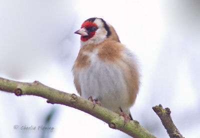 Goldfinch  - Carduelis carduelis