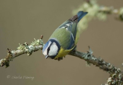 Blue Tit - Cyanistes caeruleus