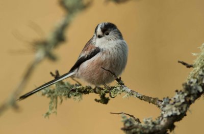 Long - Tailed Tit