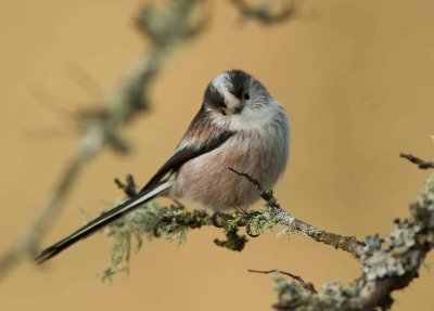 Long - Tailed Tit