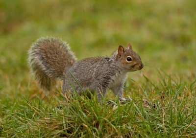 Grey Squirrel - Sciurus carolinensis