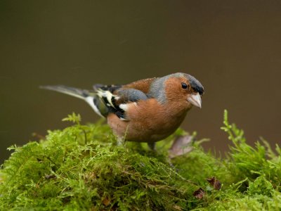 Chaffinch - Fringilla coelebs