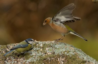 Chaffinch - Fringilla coelebs