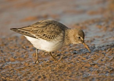 Dunlin - Calidris alpina