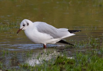 Black Headed Gull - (Chroicocephalus ridibundus)